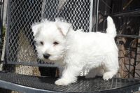West Highland White Terrier Puppies for sale in Bessemer, AL, USA. price: NA