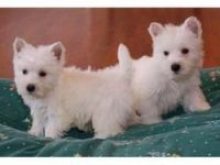 West Highland White Terrier Puppies for sale in San Jose, CA, USA. price: NA