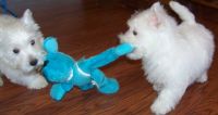 West Highland White Terrier Puppies for sale in Scottsdale, AZ, USA. price: NA