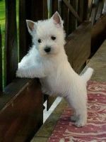 West Highland White Terrier Puppies for sale in Omaha, NE, USA. price: NA