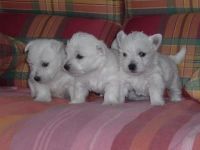 West Highland White Terrier Puppies for sale in Burlington, VT, USA. price: NA