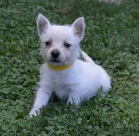 West Highland White Terrier Puppies for sale in Louisville, KY, USA. price: NA