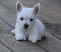 West Highland White Terrier Puppies for sale in Elliottville, KY 40317, USA. price: NA