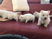 West Highland White Terrier Puppies for sale in Mapaville, MO 63050, USA. price: NA
