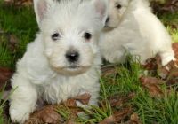 West Highland White Terrier Puppies for sale in Guernsey, WY, USA. price: NA