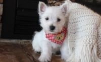 West Highland White Terrier Puppies for sale in Salt Lake City, UT, USA. price: NA
