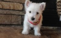 West Highland White Terrier Puppies for sale in Frisco, TX, USA. price: NA