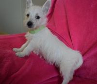 West Highland White Terrier Puppies for sale in Albany, OR, USA. price: NA