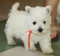 West Highland White Terrier Puppies for sale in Dallas, TX, USA. price: NA