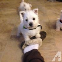 West Highland White Terrier Puppies for sale in Gillette, WY, USA. price: NA