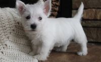 West Highland White Terrier Puppies for sale in Alabaster, AL, USA. price: NA