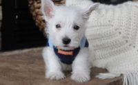 West Highland White Terrier Puppies for sale in Macomb, MI 48042, USA. price: NA
