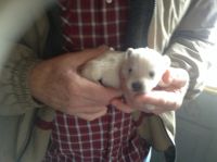 West Highland White Terrier Puppies for sale in Dundas, IL 62425, USA. price: NA