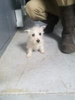 West Highland White Terrier Puppies for sale in LaGrange, IN 46761, USA. price: NA