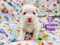 West Highland White Terrier Puppies for sale in 4699 NC-42, Asheboro, NC 27205, USA. price: NA
