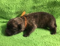 West Highland White Terrier Puppies for sale in Buffalo, NY, USA. price: NA