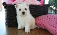 West Highland White Terrier Puppies for sale in Chicago, IL 60638, USA. price: NA