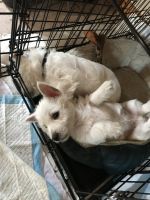 West Highland White Terrier Puppies for sale in Cedar Ln, Little Deer Isle, ME 04650, USA. price: NA