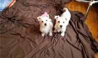 West Highland White Terrier Puppies for sale in Panama City, FL, USA. price: NA