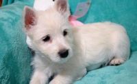 West Highland White Terrier Puppies for sale in West Valley City, UT, USA. price: NA