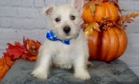 West Highland White Terrier Puppies for sale in Phoenix, AZ 85019, USA. price: NA