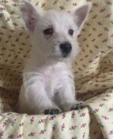 West Highland White Terrier Puppies for sale in 92374 Carlotta Ct, Redlands, CA 92374, USA. price: NA