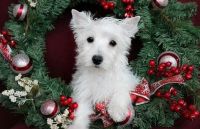 West Highland White Terrier Puppies for sale in Springfield, MA 01119, USA. price: NA