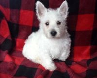 West Highland White Terrier Puppies for sale in Lowell, MA 01851, USA. price: NA
