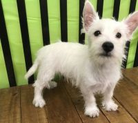 West Highland White Terrier Puppies for sale in Little Rock, AR 72209, USA. price: NA