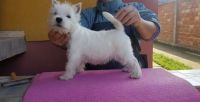 West Highland White Terrier Puppies for sale in Denver, CO 80219, USA. price: NA