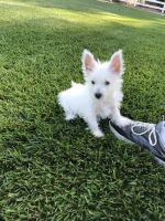 West Highland White Terrier Puppies for sale in Vacaville, CA, USA. price: NA