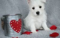 West Highland White Terrier Puppies for sale in Toledo, OH, USA. price: NA