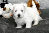 West Highland White Terrier Puppies for sale in Greenville, SC, USA. price: NA