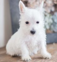 West Highland White Terrier Puppies for sale in Phoenix, AZ 85024, USA. price: NA
