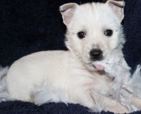West Highland White Terrier Puppies for sale in Arlington, VA, USA. price: NA