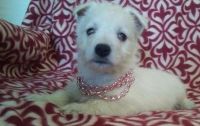 West Highland White Terrier Puppies for sale in Portland, OR 97236, USA. price: NA