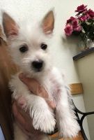 West Highland White Terrier Puppies for sale in Vacaville, CA, USA. price: NA