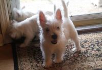 West Highland White Terrier Puppies for sale in North Providence, RI 02908, USA. price: NA