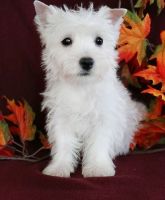 West Highland White Terrier Puppies for sale in Eugene, OR, USA. price: NA