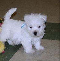 West Highland White Terrier Puppies for sale in Lincoln, NE, USA. price: NA