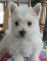 West Highland White Terrier Puppies for sale in Tallahassee, FL, USA. price: NA