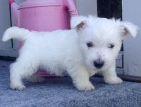 West Highland White Terrier Puppies for sale in Polvadera, NM 87828, USA. price: NA