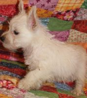 West Highland White Terrier Puppies for sale in Richmond, VA, USA. price: NA