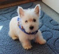 West Highland White Terrier Puppies for sale in Warren, MI, USA. price: NA