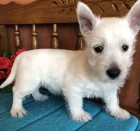 West Highland White Terrier Puppies for sale in Fort Worth, TX, USA. price: NA