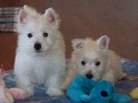 West Highland White Terrier Puppies for sale in Yazoo City, MS 39194, USA. price: NA