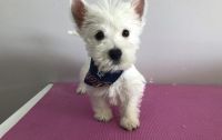 West Highland White Terrier Puppies for sale in Denver, CO 80281, USA. price: NA
