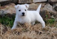 West Highland White Terrier Puppies for sale in Menomonie, WI 54751, USA. price: NA