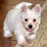 West Highland White Terrier Puppies for sale in Brattleboro, VT 05301, USA. price: NA