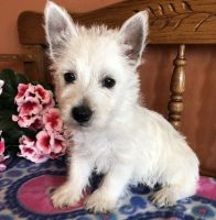 West Highland White Terrier Puppies for sale in Phoenix, AZ 85069, USA. price: NA
